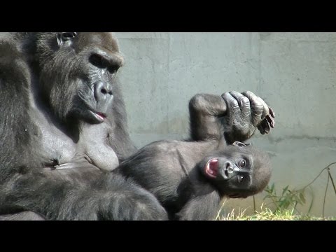 動画で面白画像！ゴリラのおもしろ動画 part1 / 東山動物園の面白画像