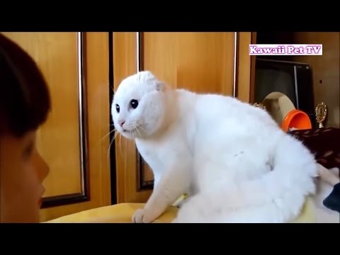 動画で面白画像！「ベスト猫ドッキリ」何回見ても笑っちゃう猫ハプニング・可愛い過ぎるの面白画像