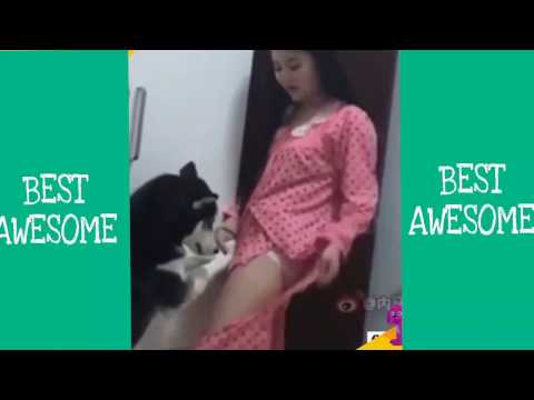 動画で面白画像！「絶対笑う」最高におもしろ犬,猫,動物のハプニング, 失敗画像集 2017  ( p2 )の面白画像