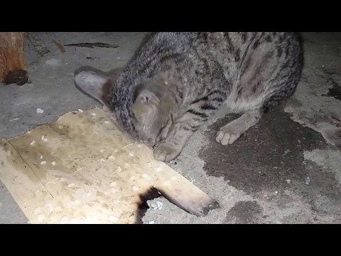 動画で面白画像！Funny kitty videos 2017 New Best Funny Cat 猫 面白 画像の面白画像
