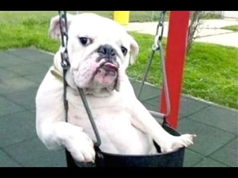 動画で面白画像！「絶対笑う」最高におもしろ犬,猫,動物のハプニング, 失敗画像集  2017の面白画像