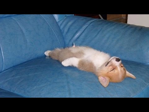動画で面白画像！【犬おもしろ】『変わった寝相で寝るおもしろ可愛い犬の動画集』の面白画像