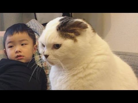 動画で面白画像！猫 かわいい – 猫 おもしろ – 最も面白い猫の動画 2017 #13の面白画像
