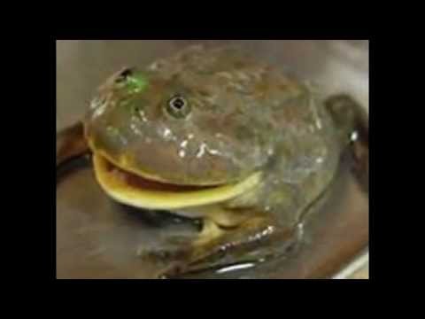 動画で面白画像！バジェットガエル（マルメタピオカ）面白カエル画像集Budget frog (Malmo tapioca) interesting frog image collection のコピーの面白画像