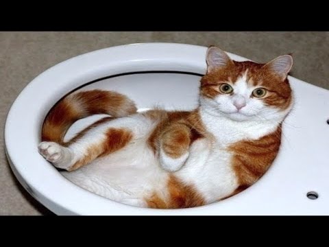 動画で面白画像！猫 かわいい – 猫 おもしろ – 最も面白い猫の動画  ( p26) ！！！2017年4月29日の面白画像