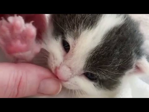 動画で面白画像！猫 かわいい – 猫 おもしろ – 最も面白い猫の動画 2017 #14の面白画像