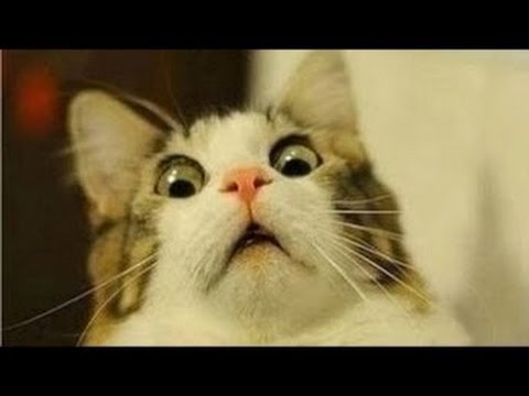動画で面白画像！猫 かわいい – 猫 おもしろ – 最も面白い猫の動画 2017 (part 22)の面白画像
