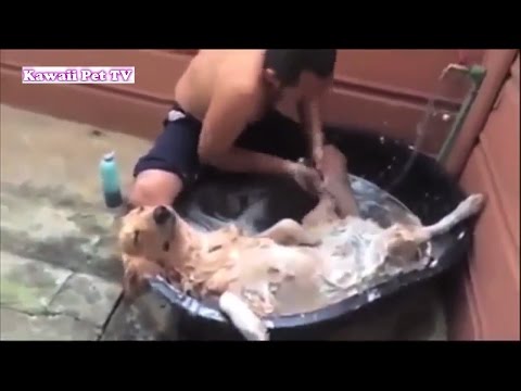 動画で面白画像！「最高におもしろ犬」 かわいいゴールデンレトリバーのハプニング, 失敗動画集の面白画像