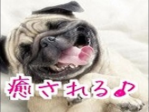 動画で面白画像！【犬猫動物おもしろ】『動物たちの 笑ってしまう瞬間12連発』　最高に癒されるGIF画像！の面白画像
