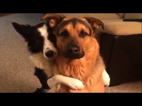 動画で面白画像！「絶対笑う」最高におもしろ犬,猫,動物のハプニング, 失敗画像集 Funny Animals #3の面白画像