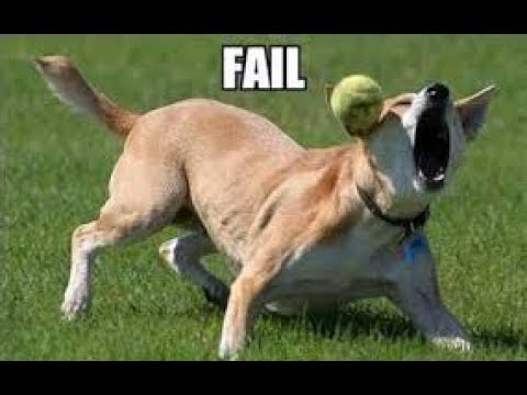 動画で面白画像！「絶対笑う」最高におもしろ犬,猫,動物のハプニング, 失敗画像集 2017 ( p5)の面白画像