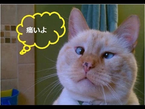 動画で面白画像！「絶対笑う」見てて楽しいおもしろ猫のハプニング, 失敗画像集 #1の面白画像