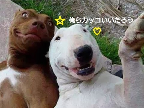 動画で面白画像！「絶対笑う」見てて楽しいおもしろ犬のハプニング, 失敗画像集 ＃1の面白画像