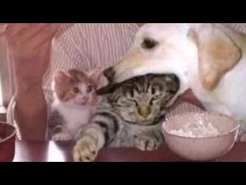 動画で面白画像！【吹いたら負け】おもしろさ炸裂画像集で腹筋崩壊ｗｗｗｗｗ！画像で吹いたらもう寝ましょう、面白画像・写真まとめ 【驚愕】よく見るととんでもない画像いい感じにジワジワくるおもしろ不思議の面白画像