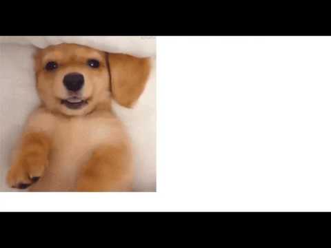 動画で面白画像！【癒される～】 Twitterで話題の人気『犬』おもしろ画像&gif画像集 【腹筋崩壊】の面白画像