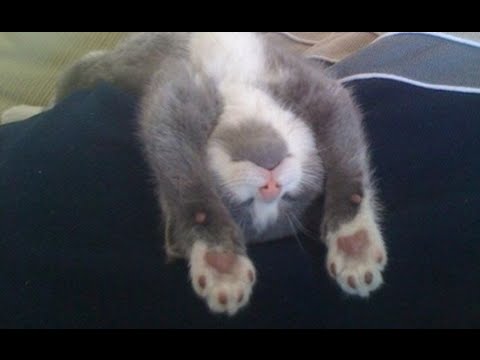 動画で面白画像！【衝撃OMG】 とにかく よく伸びる！かわいい猫の癒しの面白画像 14選《衝撃OMGチャンネル》の面白画像