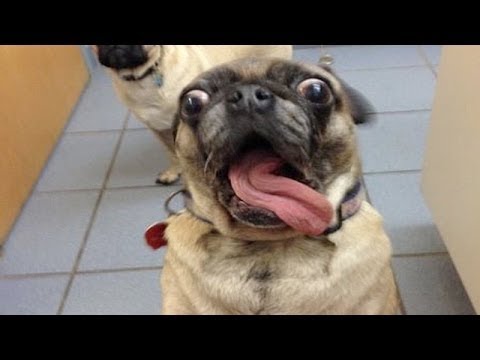 動画で面白画像！「絶対笑う」最高におもしろ犬,猫,動物のハプニング, 失敗画像集 2017 ( p14の面白画像