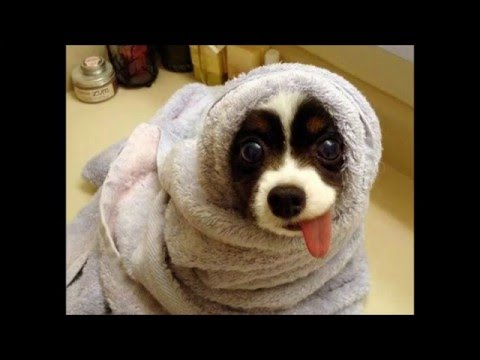 動画で面白画像！【動物】犬の面白画像集2　Slideshow of Funny Dogs Vo.2の面白画像