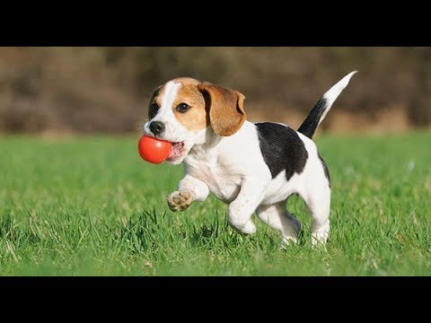 動画で面白画像！「絶対笑う」最高におもしろ犬,猫,動物のハプニング, 失敗画像集 2017 ( p20)の面白画像