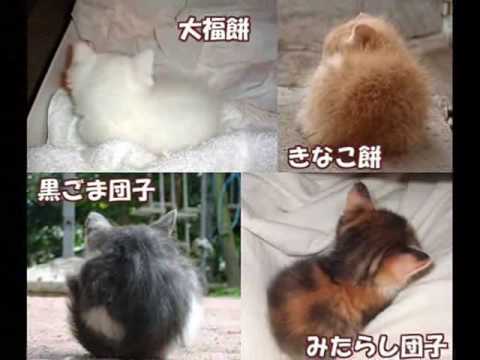 動画で面白画像！おもしろ画像集の面白画像