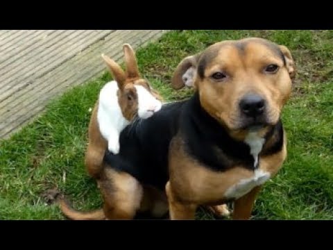 動画で面白画像！「絶対笑う」最高におもしろ犬,猫,動物のハプニング, 失敗画像集 2017 #29の面白画像